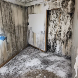 shopping news for Mold remediation 